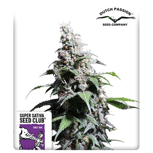 SUPER SATIVA SEED CLUB - PINEAPPLE POISON - 8 SEMI