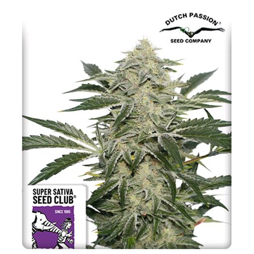 SUPER SATIVA SEED CLUB - CREAMY KEES - REGOLARE -  12 SEMI