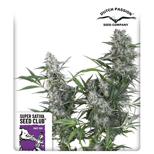 SUPER SATIVA SEED CLUB - CREEPER - REGOLARE -  12 SEMI