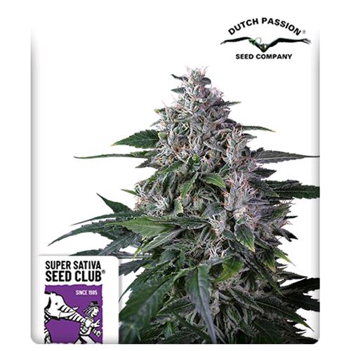 SUPER SATIVA SEED CLUB - KAREL'S HAZE - REGOLARE -  12 SEMI