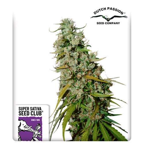 SUPER SATIVA SEED CLUB - KEES' OLD SCHOOL  HAZE - REGOLARE -  12 SEMI