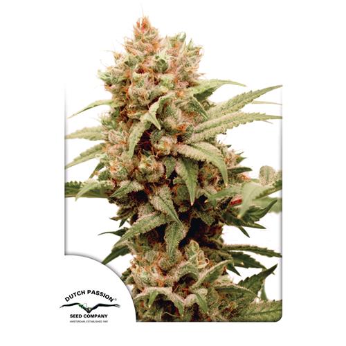 DUTCH PASSION - CBG-FORCE FEM - 100 SEMI