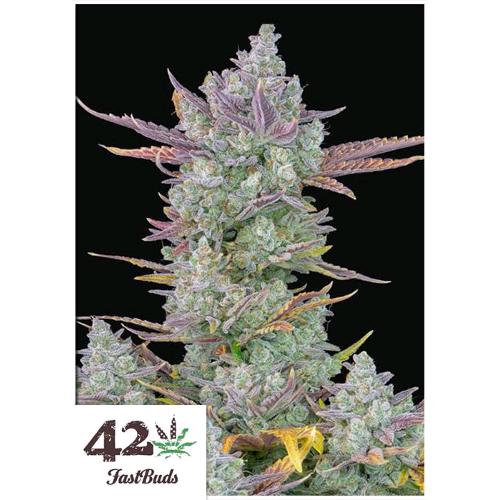 FAST BUDS - GORILLA COOKIES AUTO - 50 SEMI