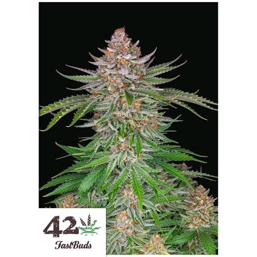 FAST BUDS - STRAWBERRY PIE AUTO - 100 SEMI