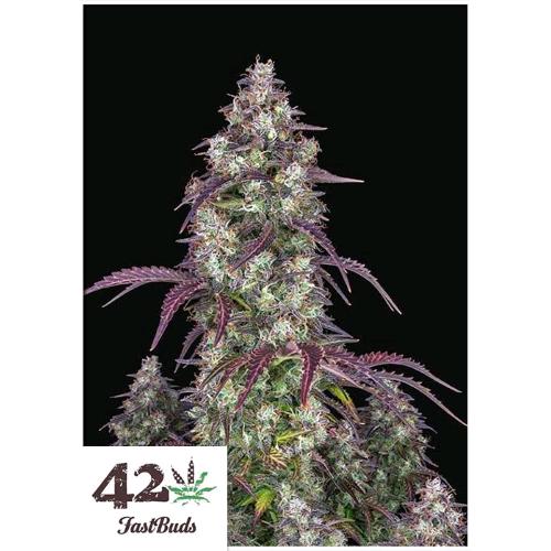 FAST BUDS - LEMON PIE AUTO - 100 SEMI