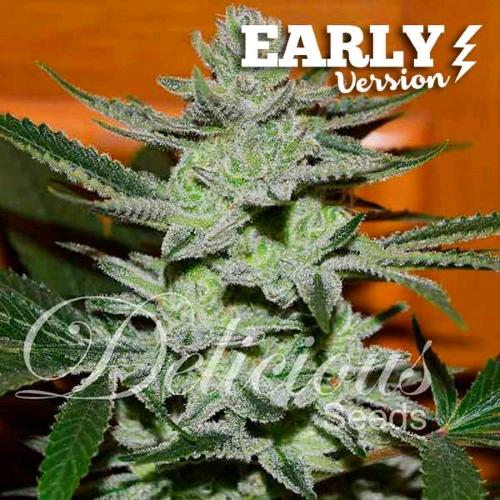 DELICIOUS SEEDS - UNKNOWN KUSH - EARLY VERSION - 3 SEMI
