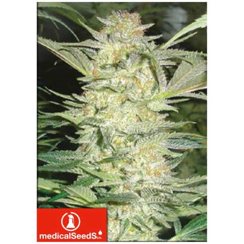 MEDICAL SEEDS - WHITE WIDOW 5 SEMI