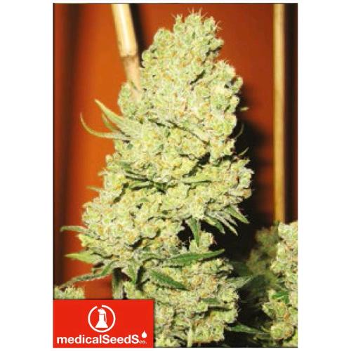 MEDICAL SEEDS - CHANNEL + 10 SEMI