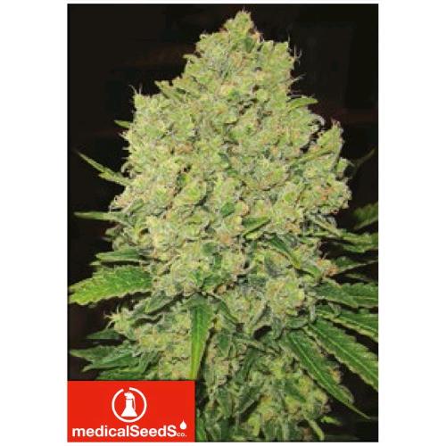 MEDICAL SEEDS - PROZACK 3 SEMI