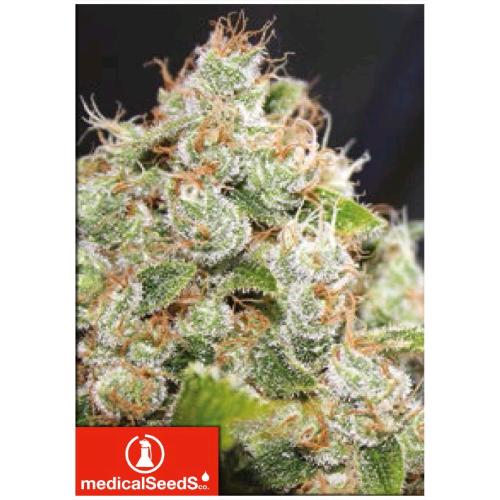 MEDICAL SEEDS - BNC SOUR DIESEL - 5 SEMI