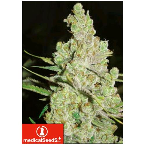 MEDICAL SEEDS - 1024 3 SEMI