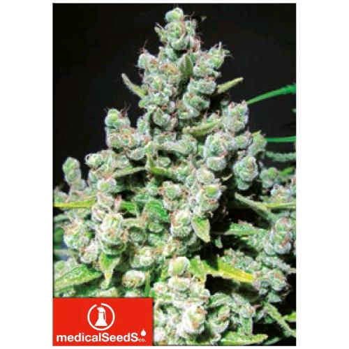 MEDICAL SEEDS - MALAKOFF 3 SEMI