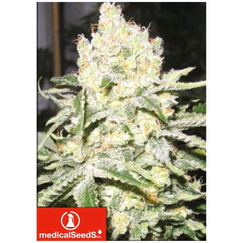 MEDICAL SEEDS - NO NAME 3 SEMI
