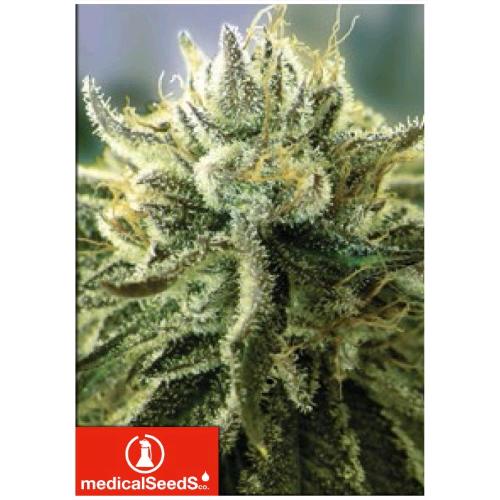 MEDICAL SEEDS - CANADIAN KUSH 2.0 - 5 SEMI
