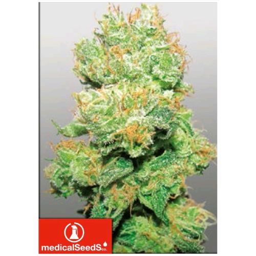 MEDICAL SEEDS - Y GRIEGA CBD 10 SEMI