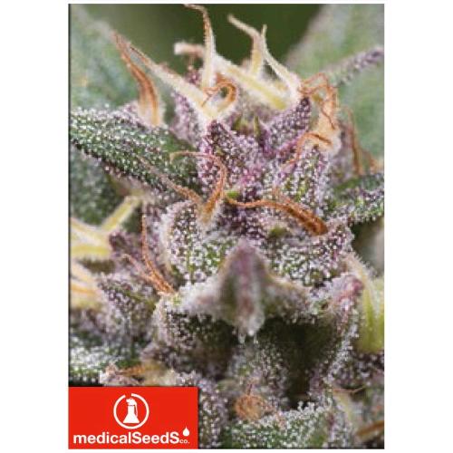 MEDICAL SEEDS - BLUEHELL AUTO - 5 SEMI