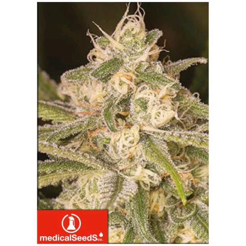 MEDICAL SEEDS - NO NAME AUTO - 5 SEMI