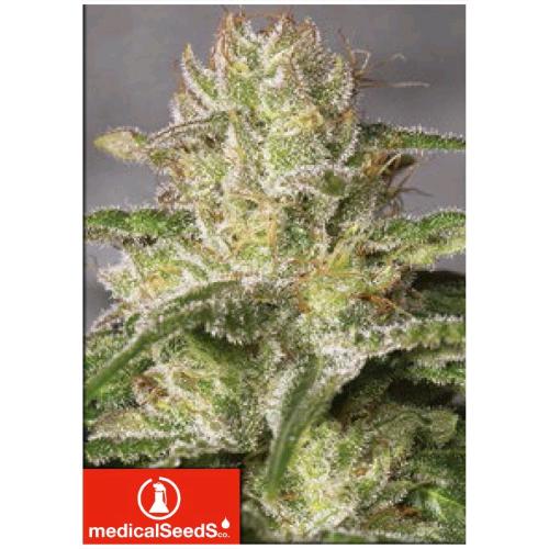 MEDICAL SEEDS - OG KUSH CBD - 5 SEMI