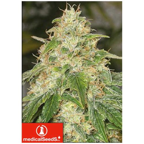 MEDICAL SEEDS - SOME SWEET - 3 SEMI