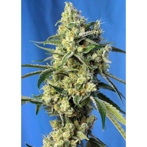 SWEET SEEDS - SWEET AMNESIA HAZE XL AUTO - BULK 100 SEMI