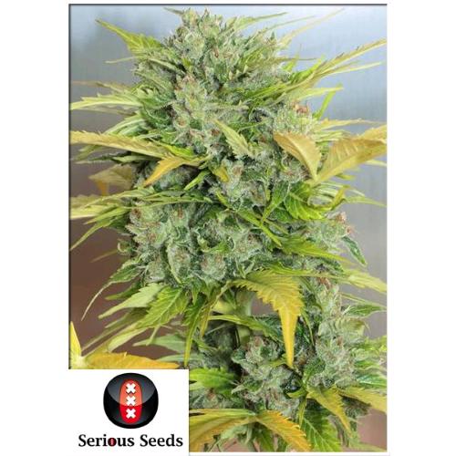 SERIOUS SEEDS - AUTO AK-47 - 3 SEEDS
