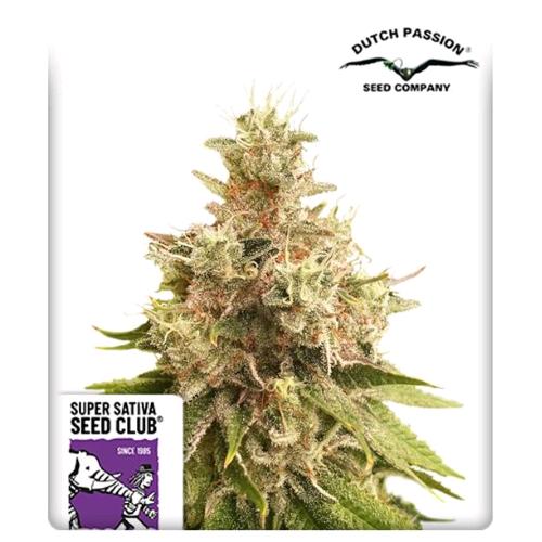 SUPER SATIVA SEED CLUB - GOLDEN APPLE HAZE - REGOLARE -  12 SEMI