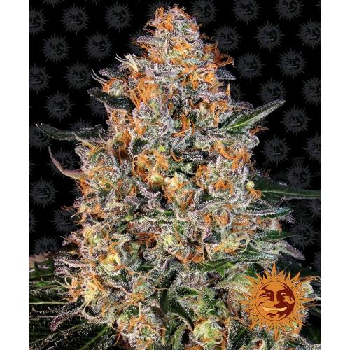 BARNEY'S FARM - BUBBA KUSH FEM - 5 SEMI