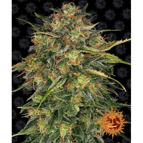 BARNEY'S FARM - CHEESE FEM - 5 SEMI