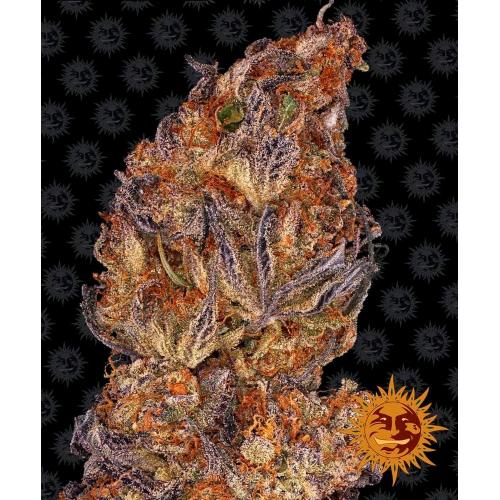 BARNEY'S FARM - RUNTZ AUTO - 5 SEMI