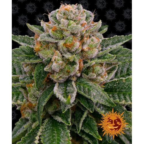 BARNEY'S FARM - SKYWALKER OG AUTO - 5 SEMI