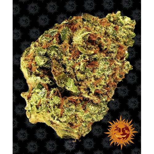 BARNEY'S FARM - WATERMELON ZKITTLEZ AUTO - 10 SEMI