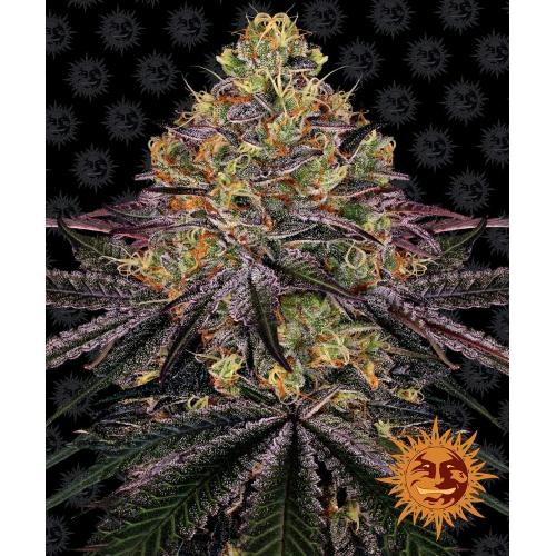 BARNEY'S FARM - WATERMELON ZKITTLEZ FEMM - 5 SEMI