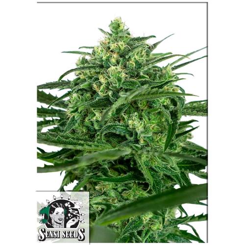 SENSI SEEDS - SENSI AMNESIA - 3 SEMI
