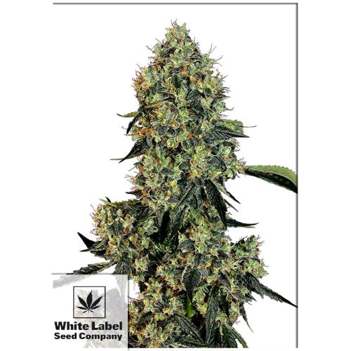 WHITE LABEL - O.G. KUSH FEM - 5 SEMI