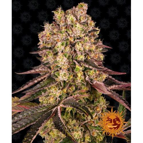 BARNEY'S FARM - RUNTZ MUFFIN FEM - 5 SEMI