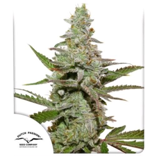 DUTCH PASSION - AMSTERDAM AMNESIA FEM - 10 SEMI