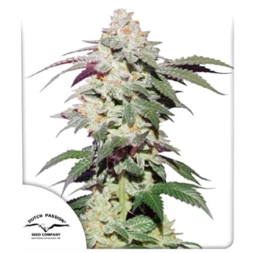 DUTCH PASSION - SKYWALKER HAZE FEM - 5 SEMI