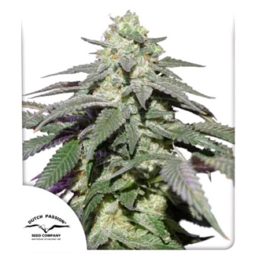 DUTCH PASSION - SKYWALKER HAZE AUTO - 100 SEMI