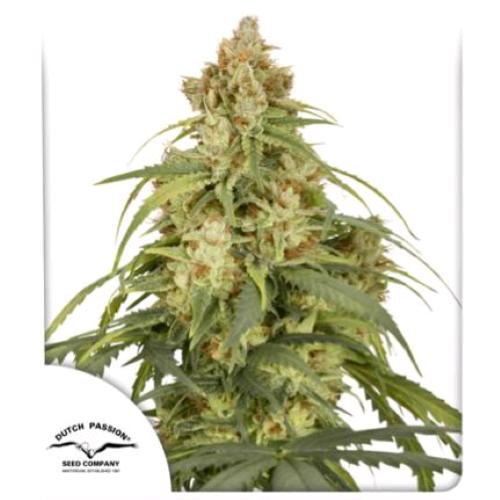 DUTCH PASSION - CBD VICTORY AUTO - 1 SEME