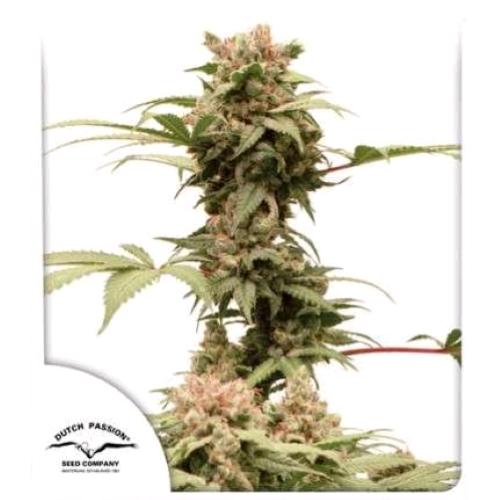 DUTCH PASSION - CBG FORCE AUTO - 3 SEMI