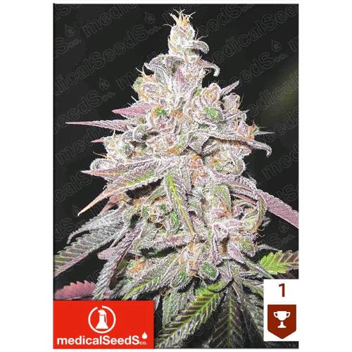 MEDICAL SEEDS - MENDOCINO CHANEL KUSH - 5 SEMI