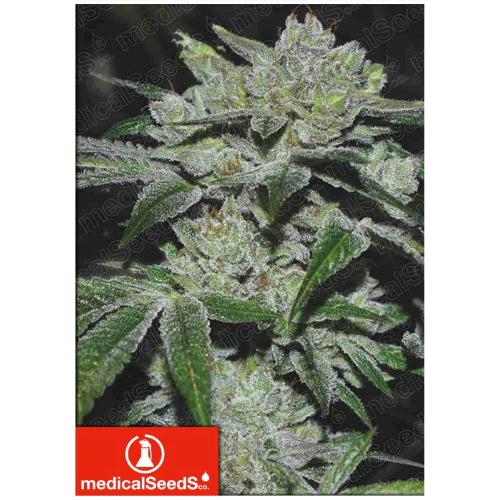 MEDICAL SEEDS - SOUR GLUE - 3 SEMI
