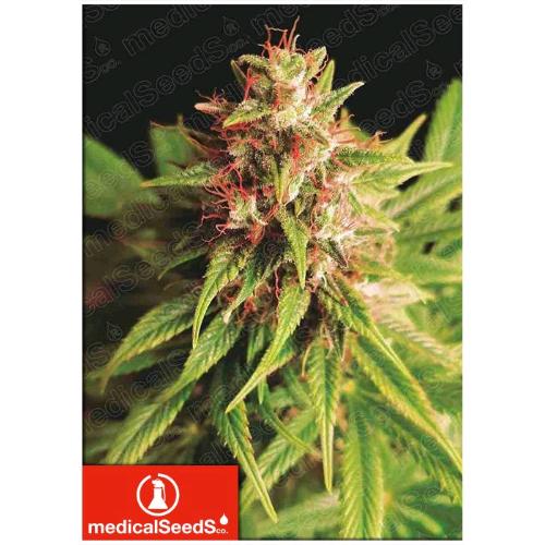 MEDICAL SEEDS - RED CROSS CBD - 10 SEMI