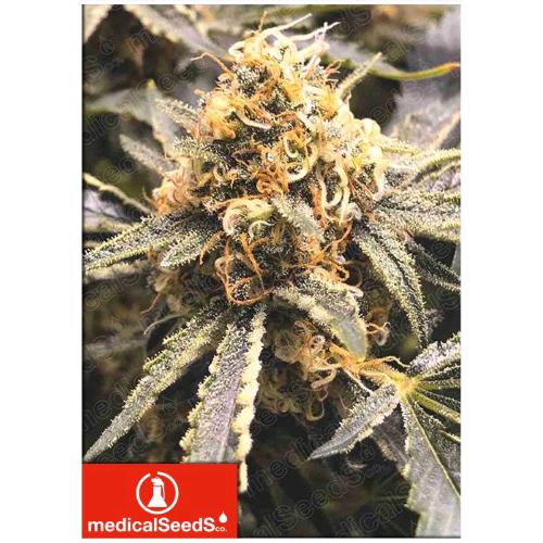 MEDICAL SEEDS - RECOVERY CBD - 10 SEMI