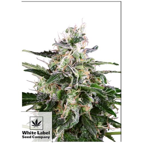 WHITE LABEL - WHITE SKUNK AUTOMATICA - 3 SEMI