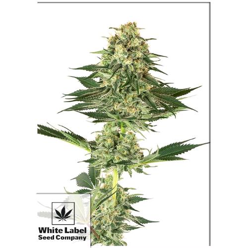 WHITE LABEL - BANANA KUSH FEM - 10 SEMI