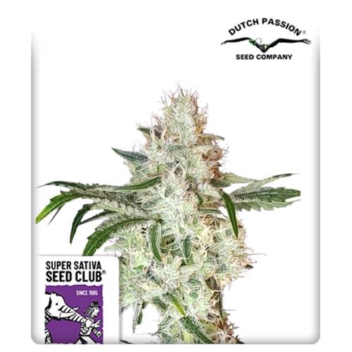 SUPER SATIVA SEED CLUB - LEMON O.G. - 8 SEMI
