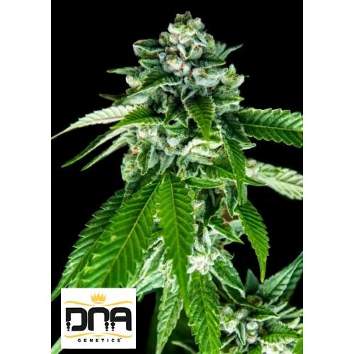 DNA GENETICS - SORBET DREAMS FEM  - 3 SEMI