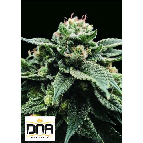 DNA GENETICS - SORBET STASH FEM - 6 SEMI