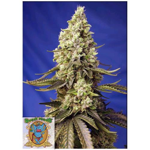 SWEET SEEDS - RUNTZ XL AUTO - 5+2 SEMI